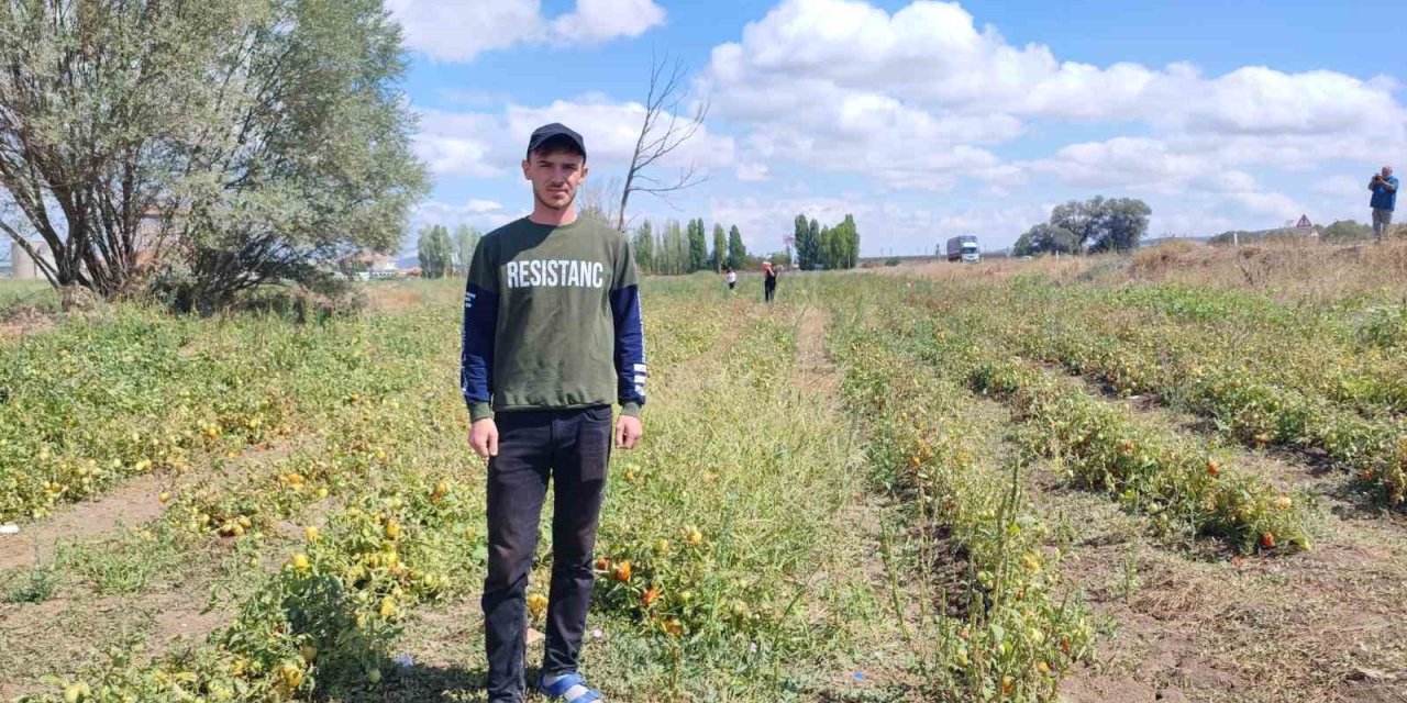 Yozgat’ta üniversite öğrencisi, ürettiği domatesleri tarlasında tüketicilerle buluşturuyor