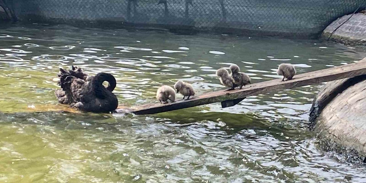 Kuğulu Park’ın 5 yavru kuğusu ziyaretçilerin gözdesi oldu