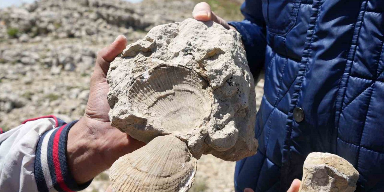 Kastamonu-Çankırı sınırındaki 2 bin 587 rakımlı dağın zirvesinde deniz fosilleri bulundu