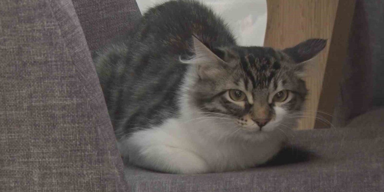 Ankara’da vatandaşın çabalarıyla kurtarılan kedi Hollanda yolcusu