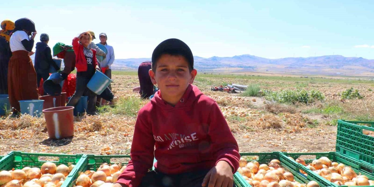 Kışlık soğanın ilk hasadı başladı