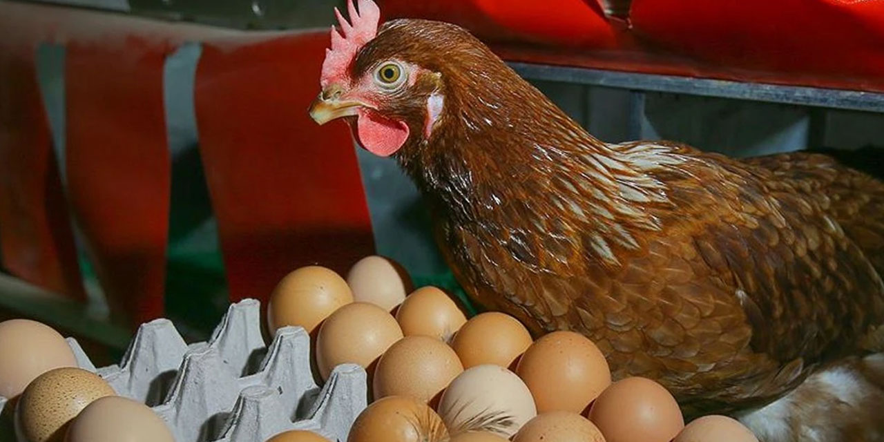 Tavuk yumurtası üretimi arttı