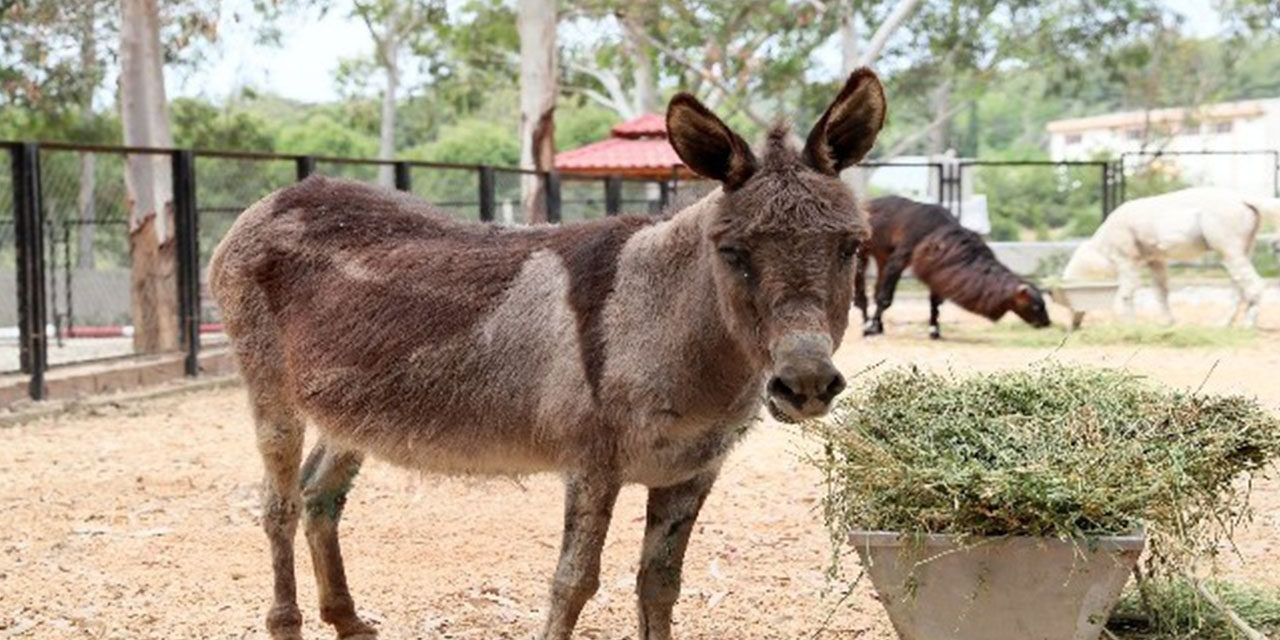 Eşek sayısında 17. sıradayız