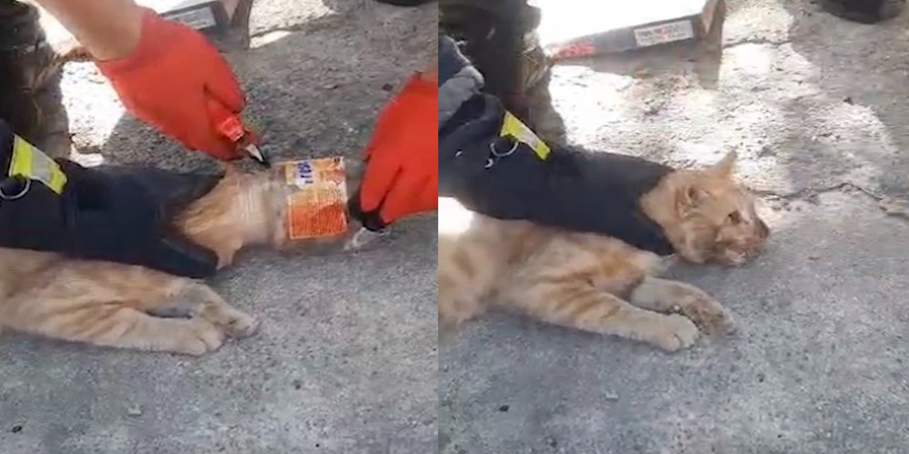 Kafası plastik kavanoza sıkışan kediyi itfaiye kurtardı