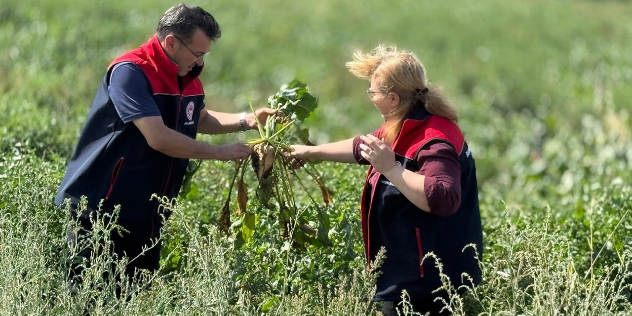 Pancar arazileri kontrol ediliyor