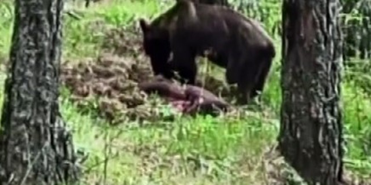 Ormanda avladığı domuzla beslenen ayı kameraya yansıdı