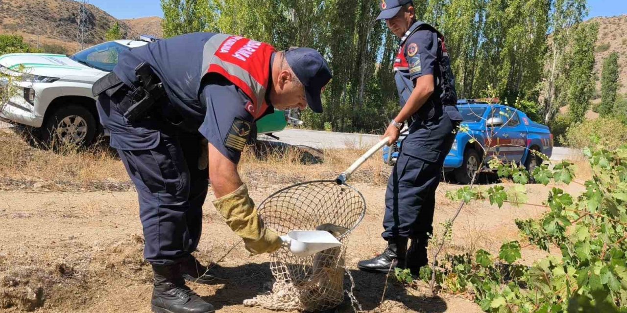 Yaralı tilki koruma altına alındı