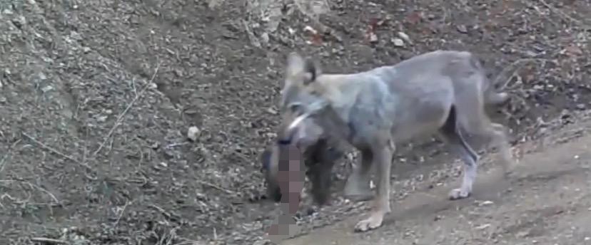 Avını taşıyan kurt fotokapanda