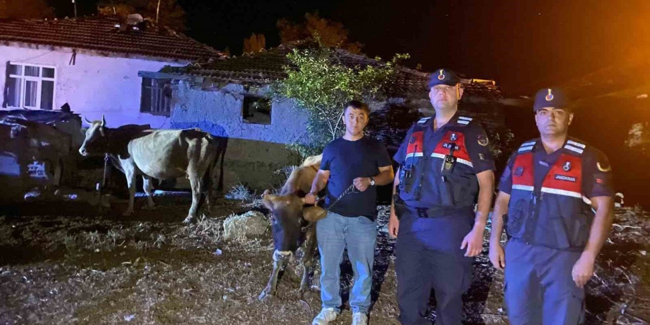 Hayvanları kaybolan çiftçinin imdadına Jandarma ekipleri yetişti