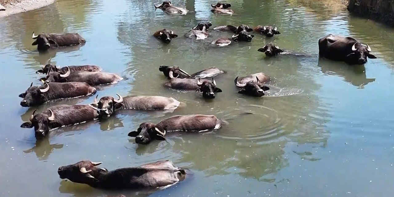 Manda sayısı son 5 yılda yüzde 16 azaldı