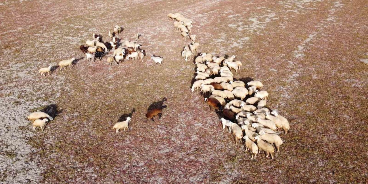 Kuraklığın vahim tablosu: Kuruyan baraj havzasında hayvanlar otlatılıyor