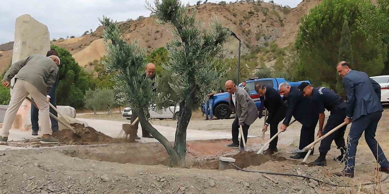 Baltacı Mehmet Paşa anısına asırlık zeytin ağacı dikildi