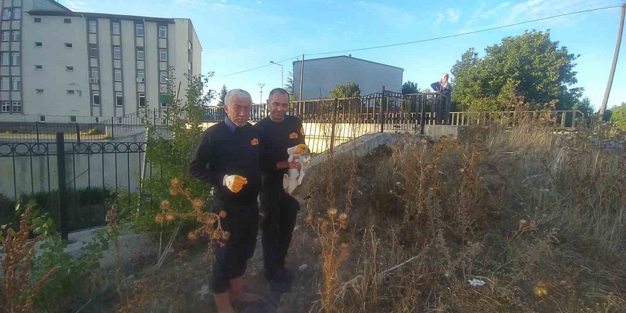 Çaya düşen engelli kediyi itfaiye kurtardı