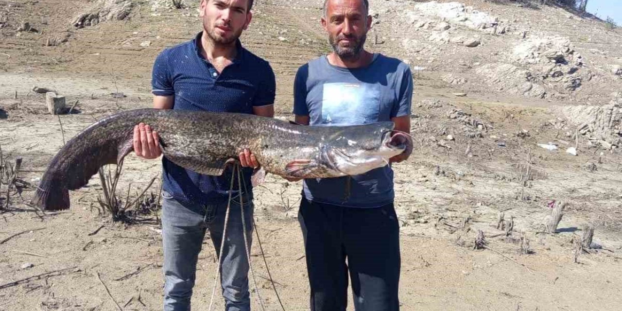 Baraj gölünde dev yayın balığı yakaladılar