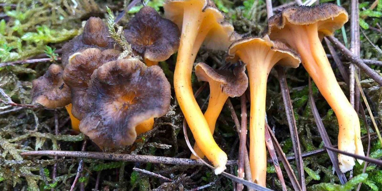 Mantar sezonu başladı: Uzmanlar zehirlenmelere karşı uyardı