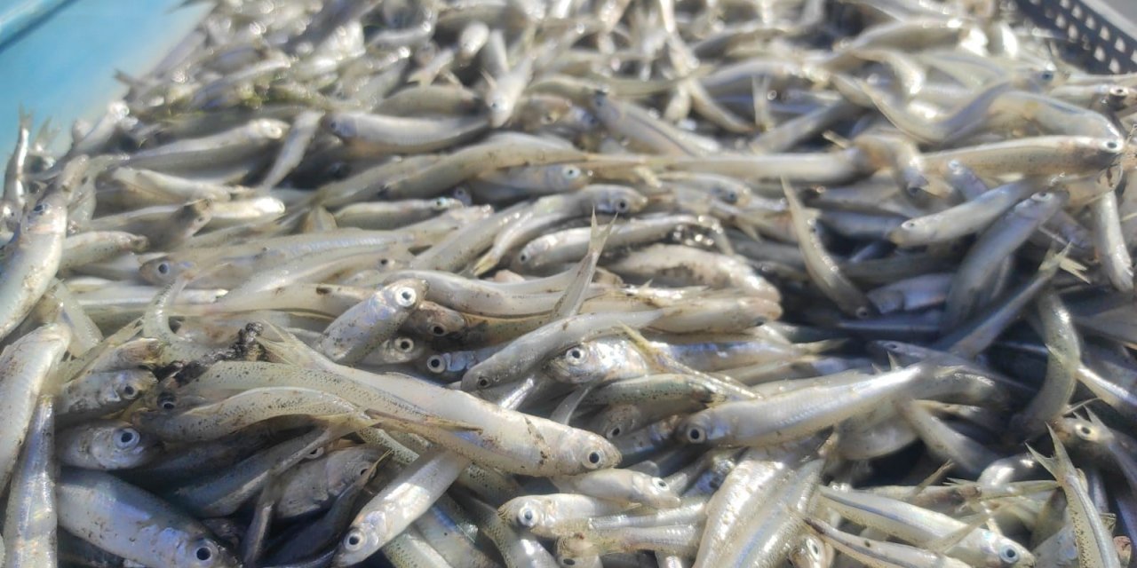 Bozkırın ortasındaki Çekerek’ten Avrupa’ya balık ihracatı