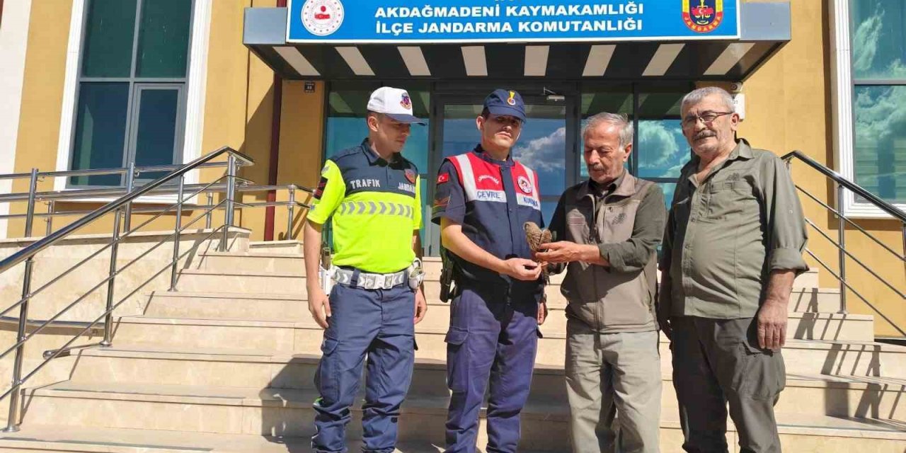 Yozgat’ta yaralı çakır kuşu bulundu
