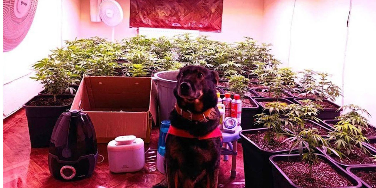 Kiralık dairesi kenevir serasına çevirdi!