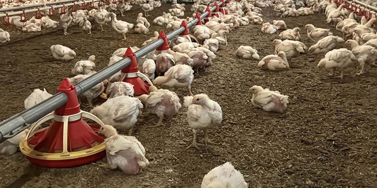 Tavuk üretim miktarı arttı