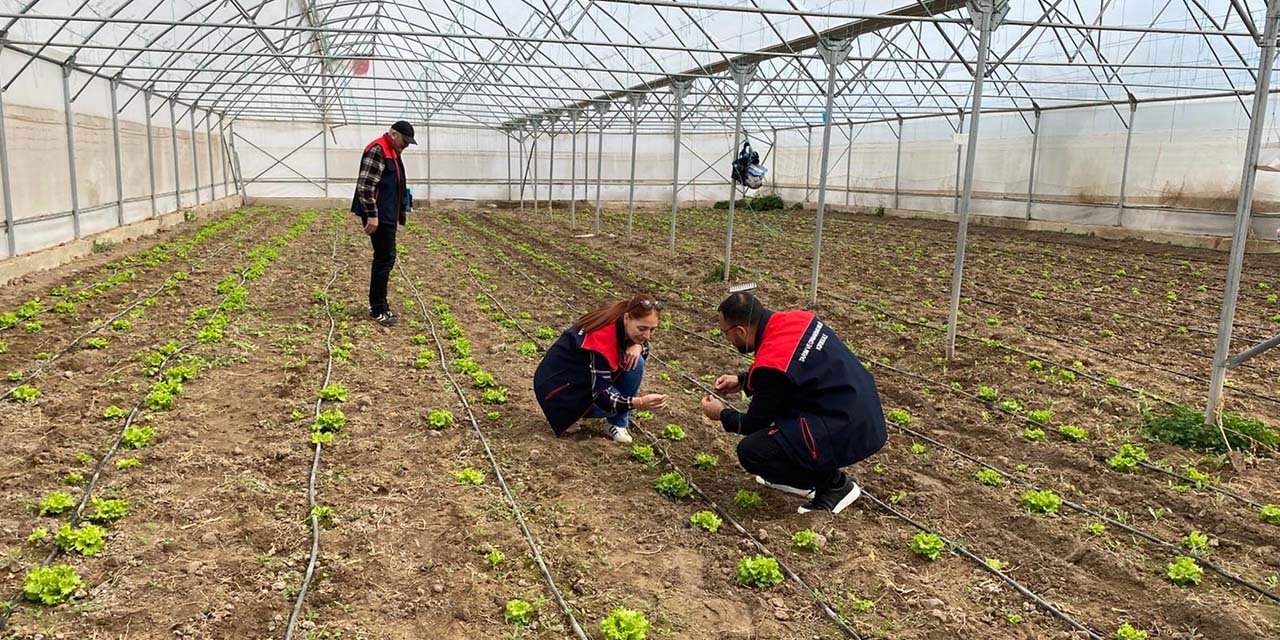 Sebze üretimini geliştirme projesi ilerliyor