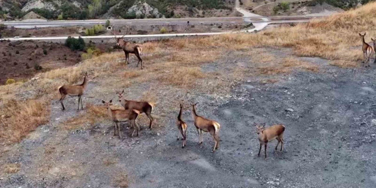 Kastamonu’nda kızıl geyikler kameralara yansıdı