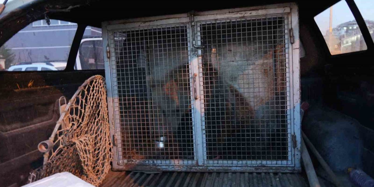 Kastamonu’da ilçenin maskotu haline gelen yavru ayılar, koruma altına alındı