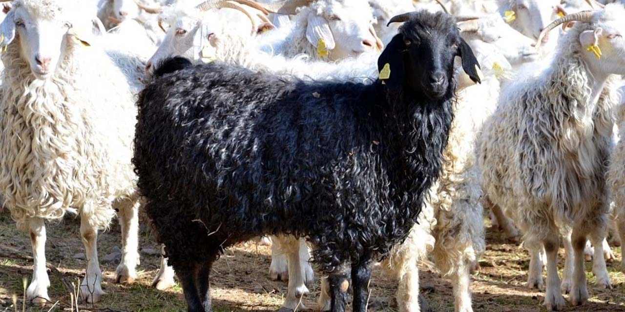 Kırıkkale’de tiftik keçileri koruma altında