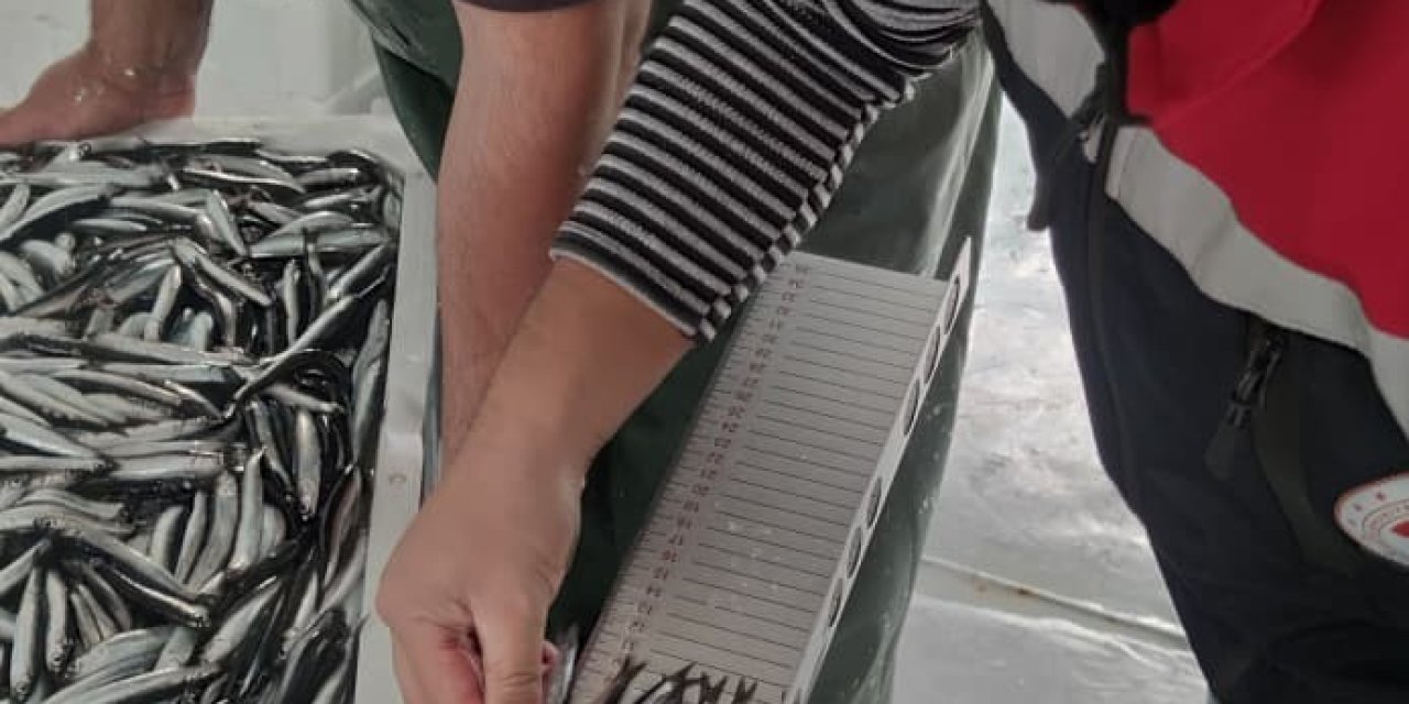 Karadeniz’de hamsi bolluğu