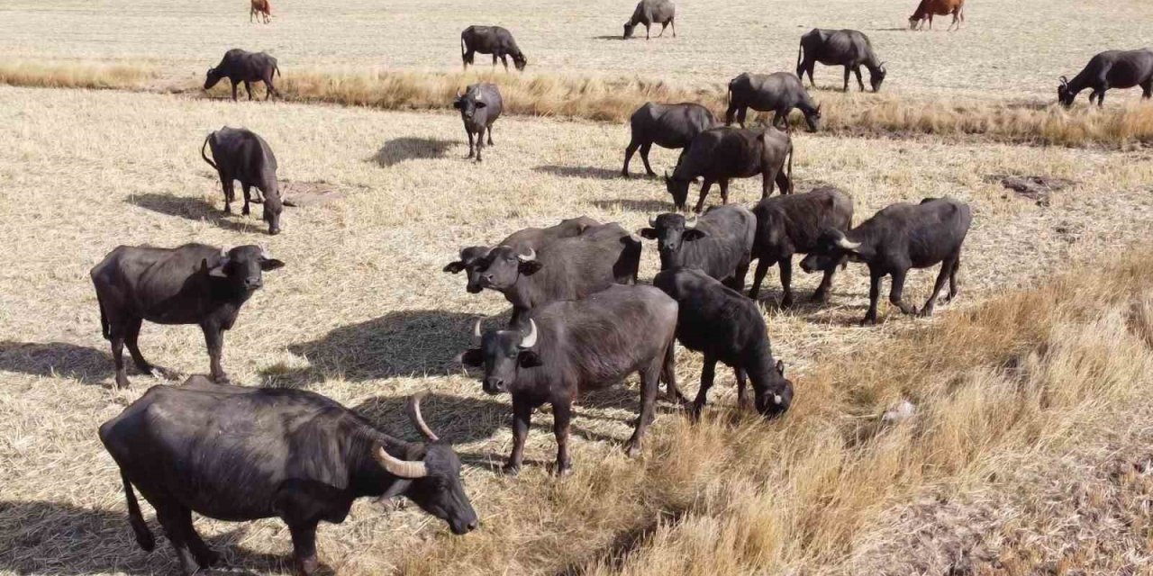Sulak ve serin yerleri seviyor, yoğurdu ve kaymağının lezzeti herkesçe biliniyor