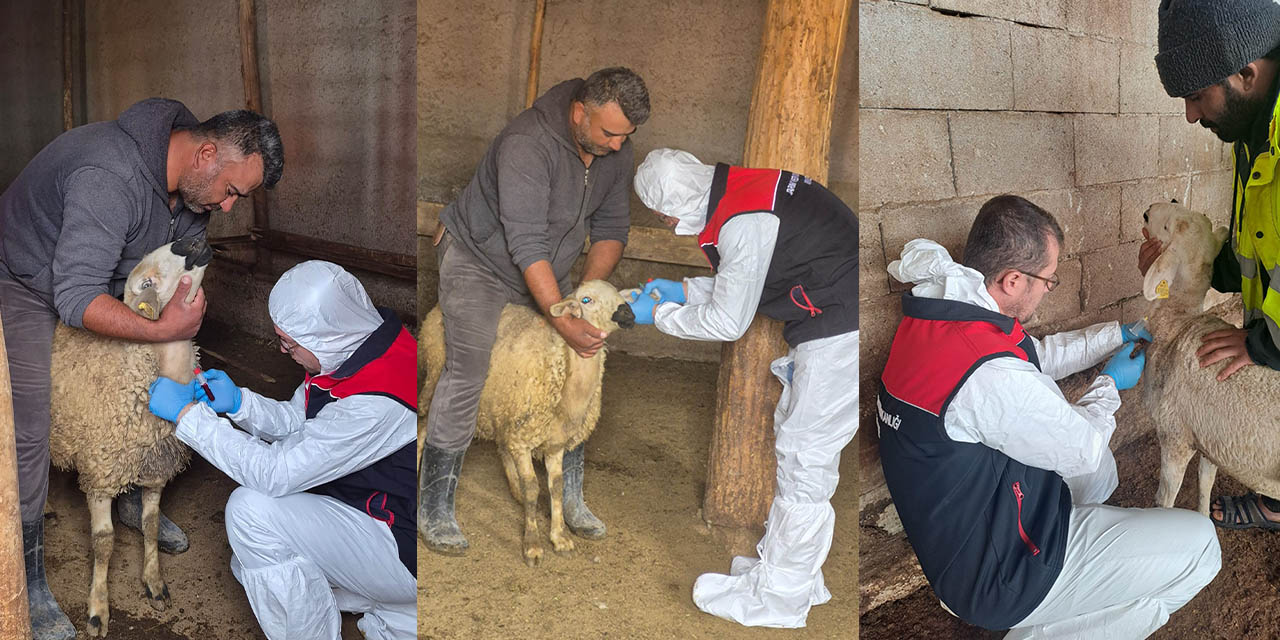 Kırıkkale’de veba alarmı! Ekipler harekete geçti