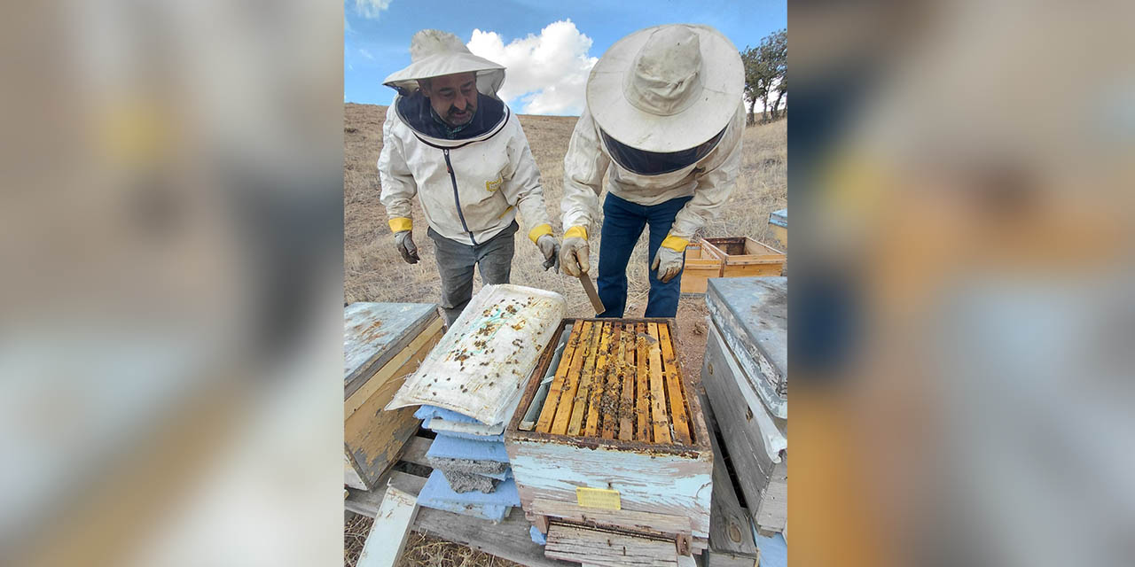 Arı kovanları tespiti ve kontrolü yapılıyor