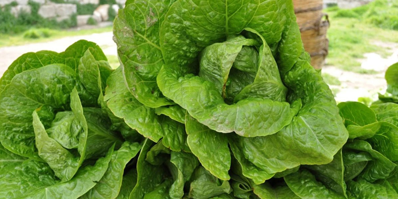 Markette en fazla marulun fiyatı arttı