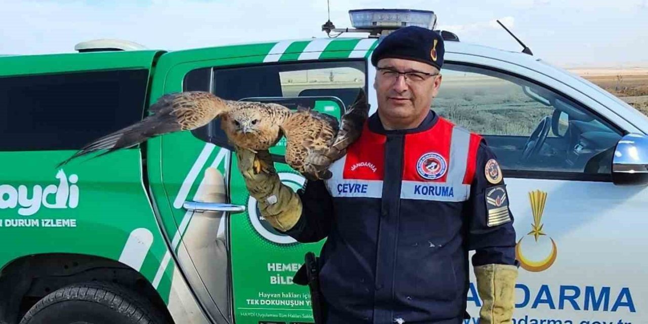 Yaralı kızıl şahin koruma altına alındı