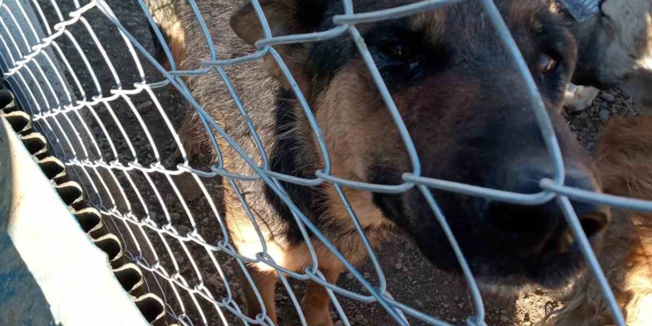 Yozgat’ta köpeğe şiddet uygulayan şahıs gözaltına alındı