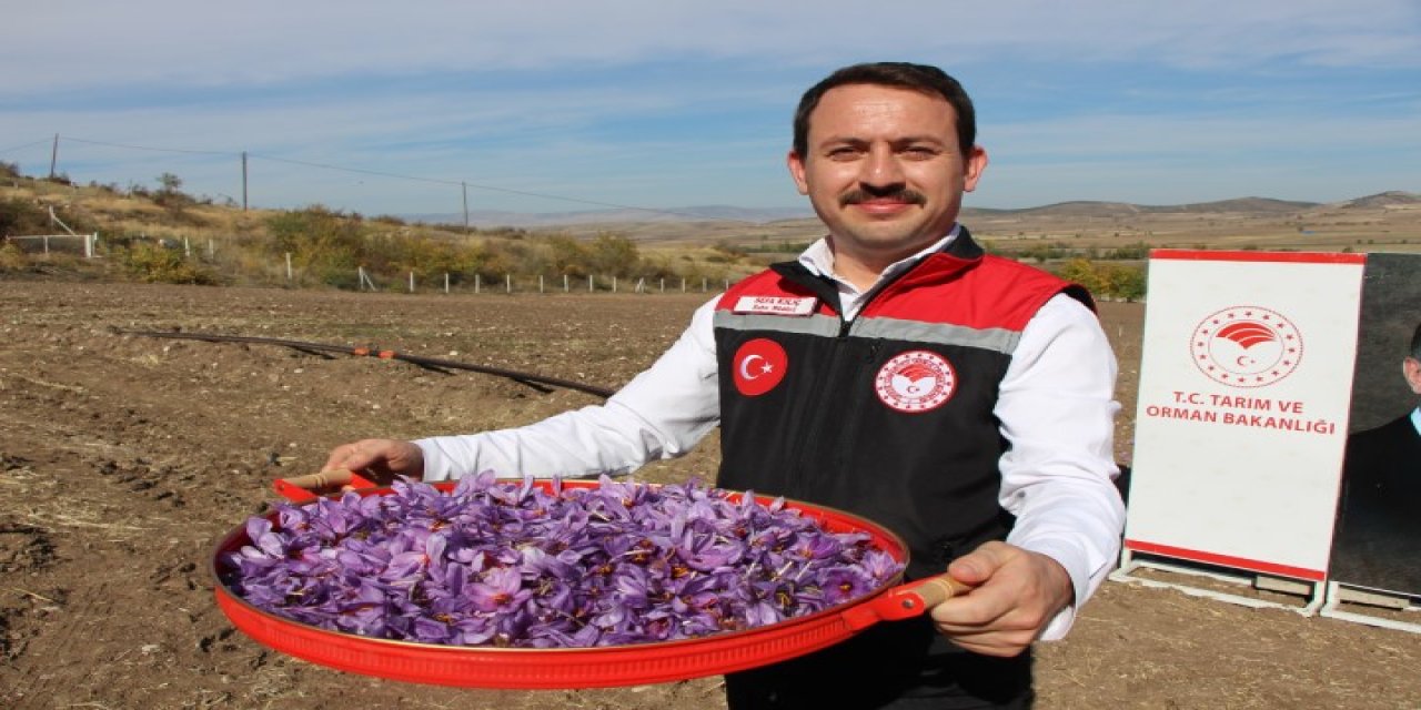 Dünyanın en pahalı baharatı safranın 1 gramı 500 TL