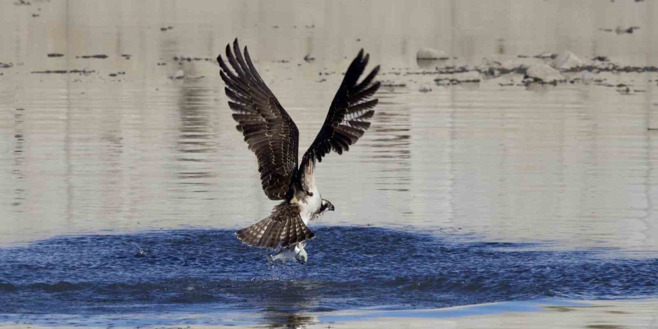 Kastamonu’da kuş fotoğrafçıları avlanan balık kartallarını görüntüledi