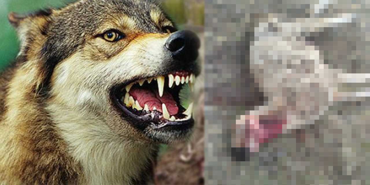 Kırıkkale’de korkunç olay! Kurtlar sürüye saldırdı!