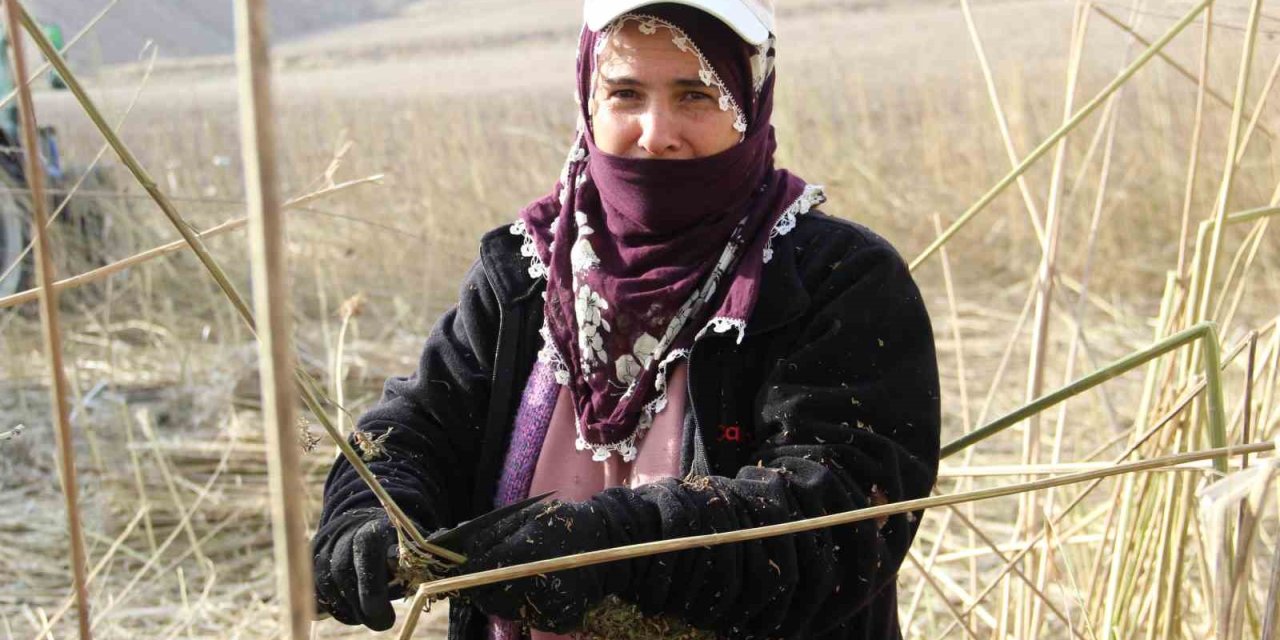 Deneme amaçlı ekilen kenevirde ilk hasat yapıldı: Çiftçiler için önemli bir gelir kapısı olabilir