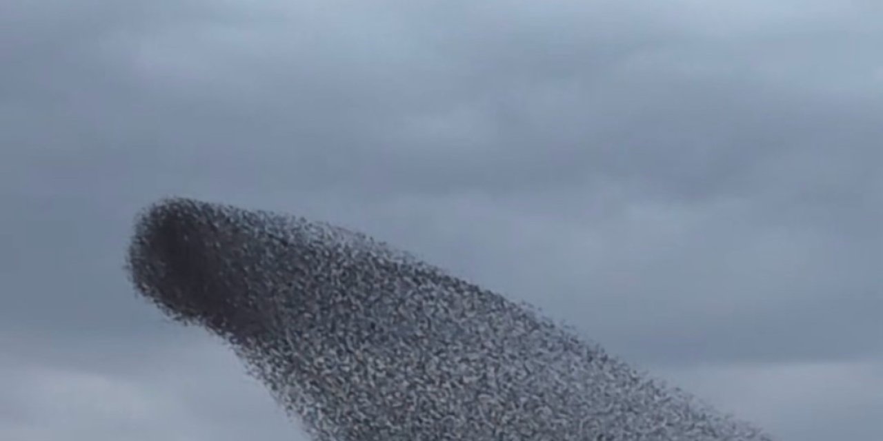 Ankara’da sığırcık kuşlarının dansı mest etti