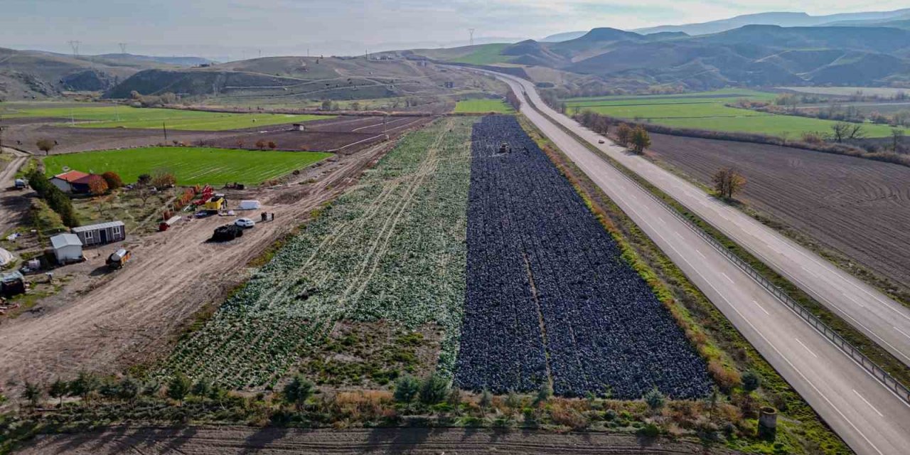 Beypazarı’nda mor lahana hasadı sürüyor