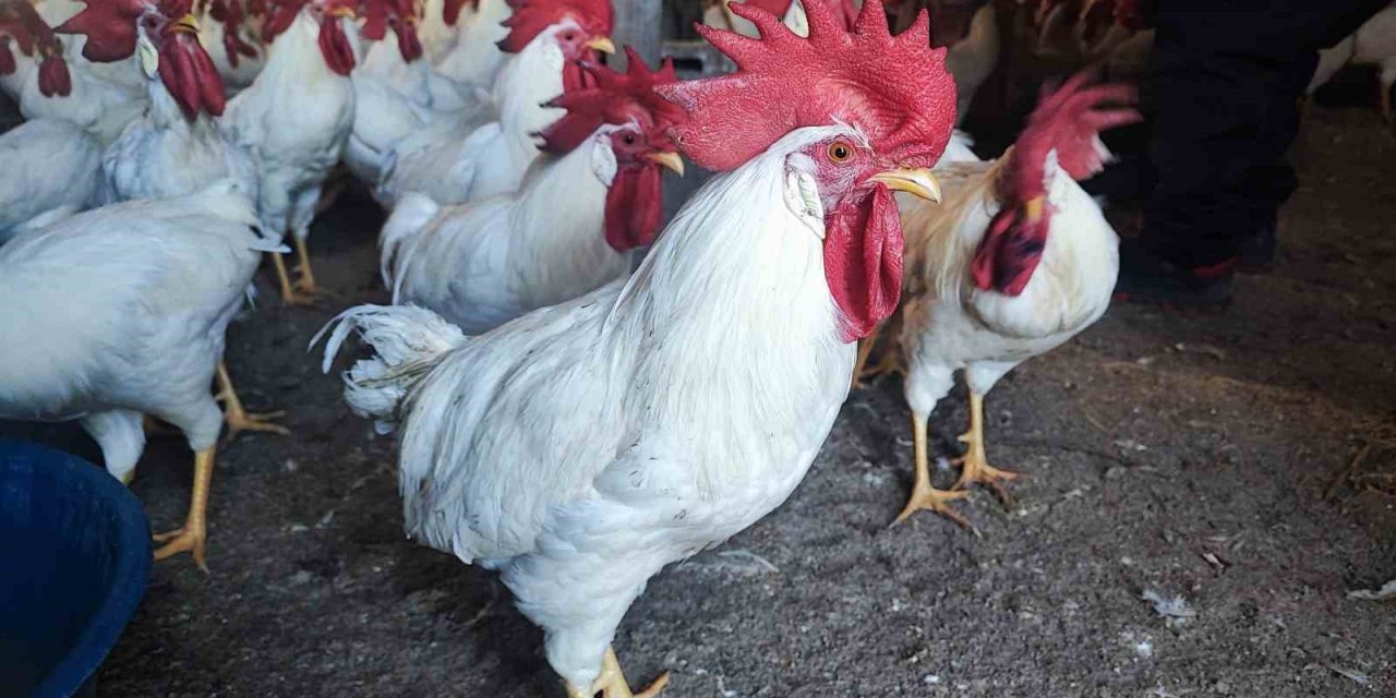 Hobiydi, iş oldu, 3 yılda 850 etlik horoz yetiştirdi