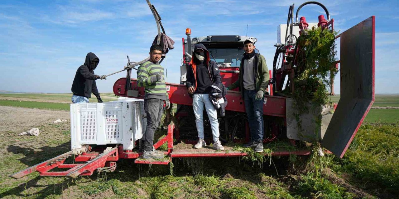 Beypazarı’nda hummalı havuç mesaisi başladı: Dönüme 10 ton ürün bekleniyor