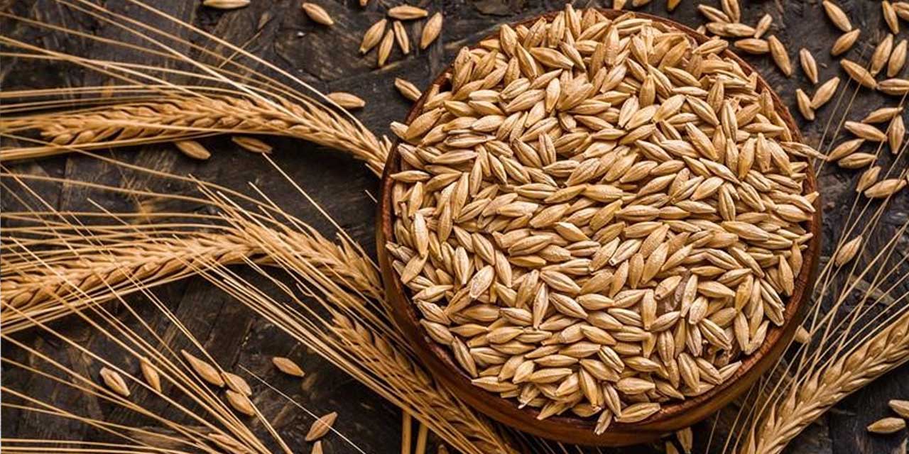 Kuraklık arpa ekimini artırdı