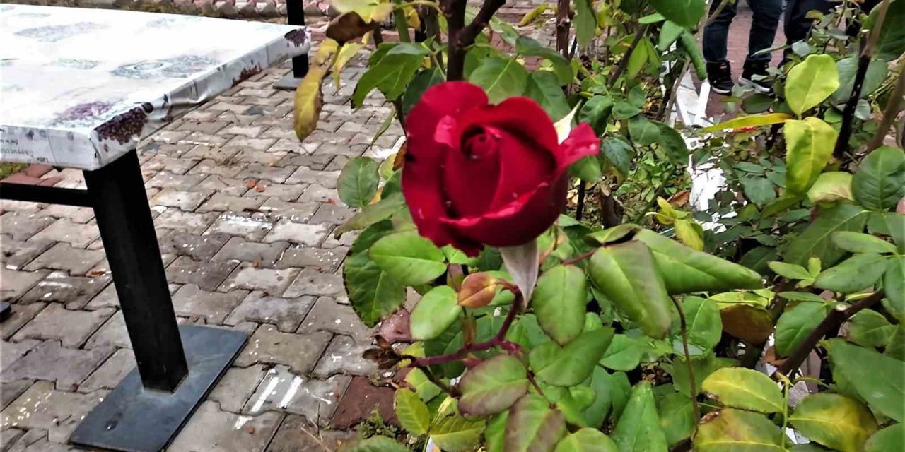 Yozgat’ta yalancı bahar: Aralık ayında güller ve diğer çiçekler açtı