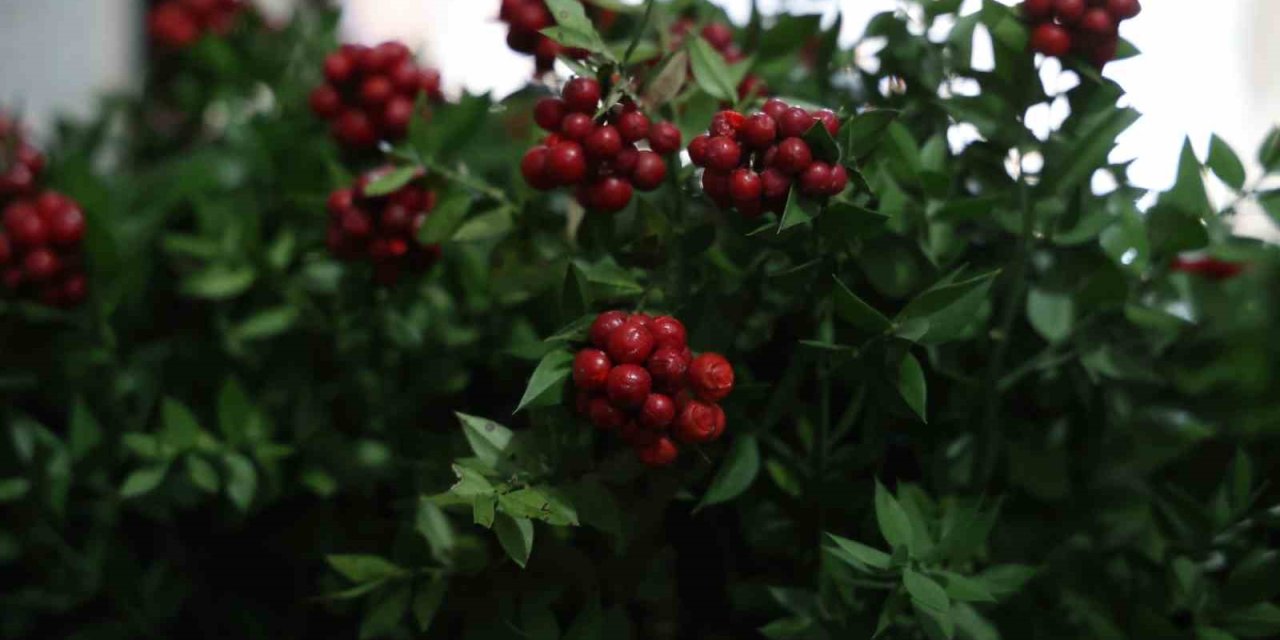 Kırşehir’de aralık ayının en çok tercih edilen çiçeği kokina oldu
