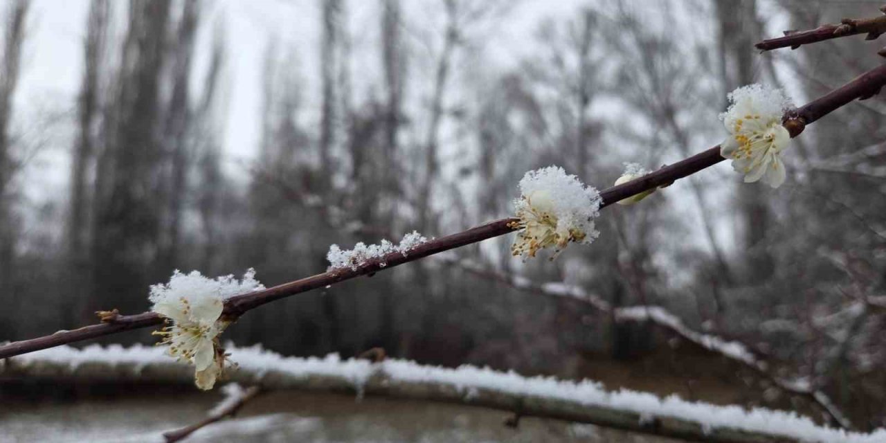 15 gün önce çiçek açan erik ağaçları kar altında kaldı