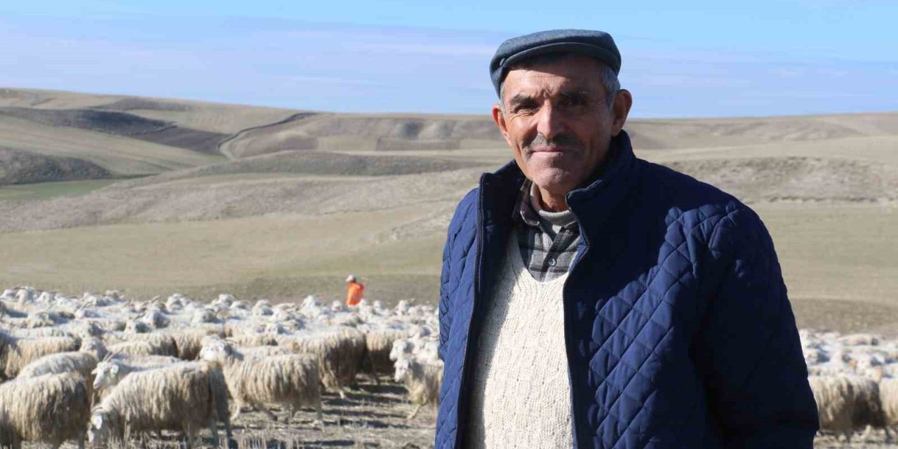 Ankara’nın kadim değeri tiftik keçisi yeniden gözde: Ayaş’ta 3 bin baş yetiştiriliyor