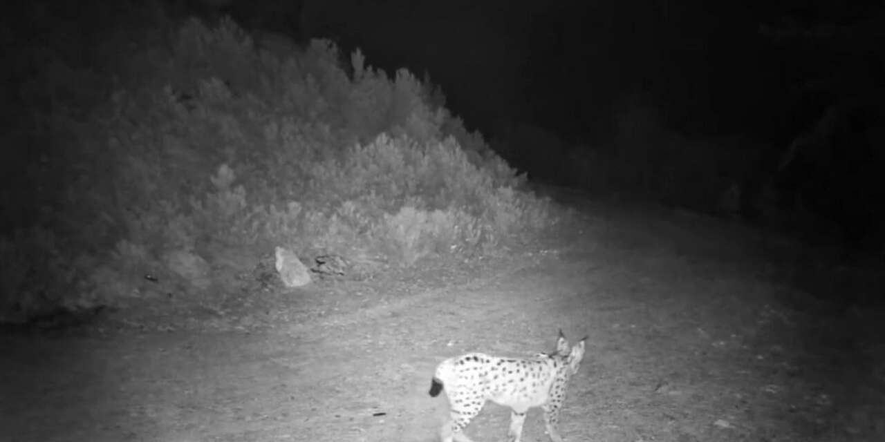 ’Ormanın hayaleti’ vaşak kamerada