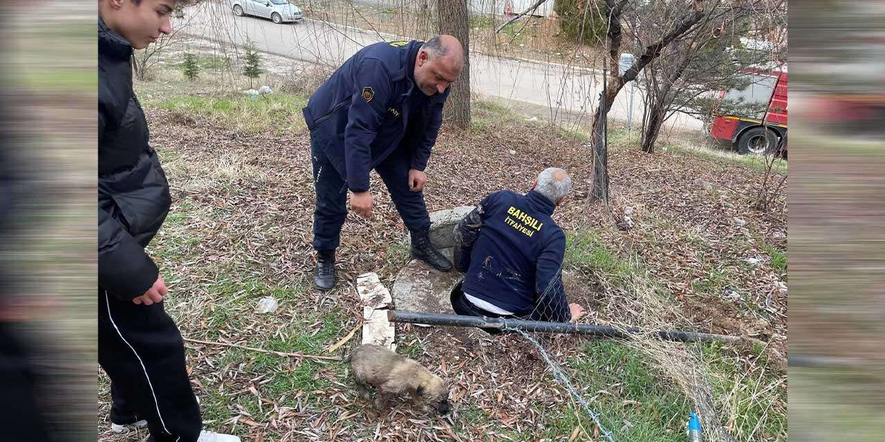 Bahşılı'da köpek yavrusunu itfaiye ekipleri kurtardı