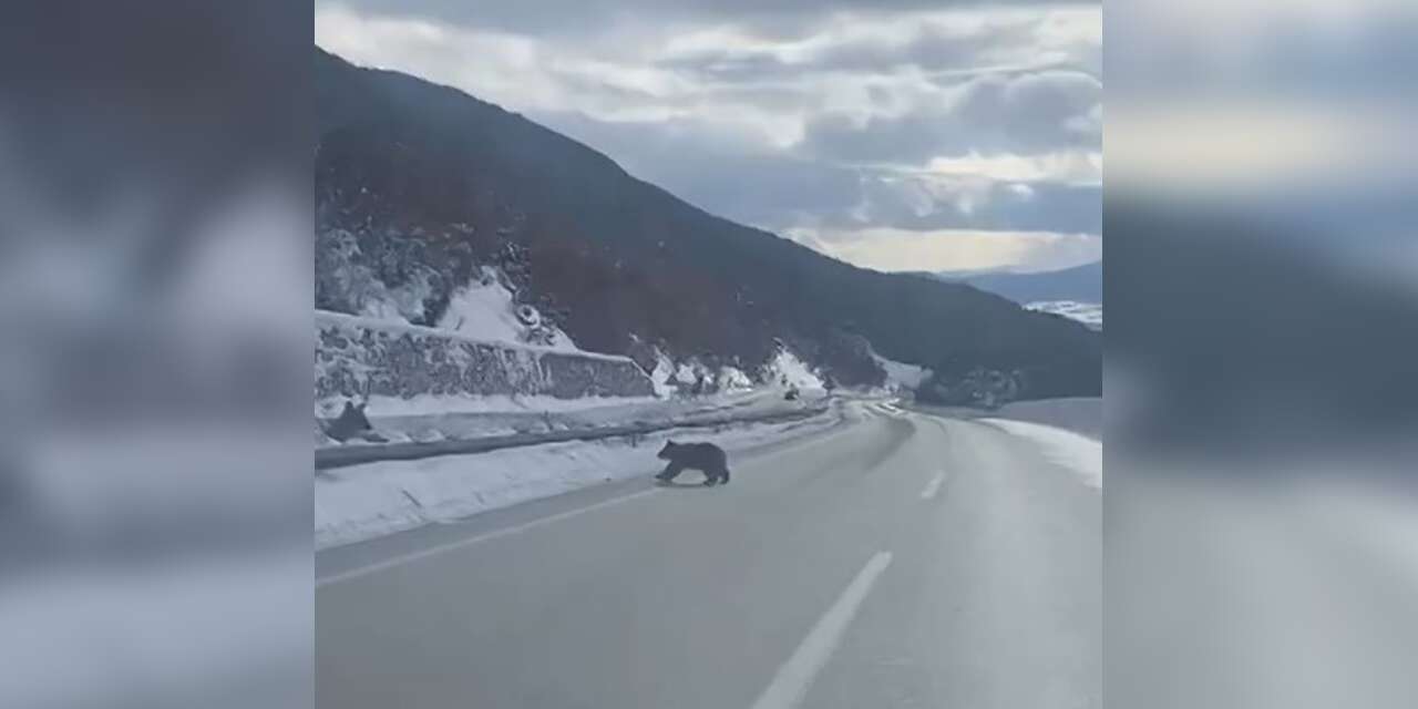 Kastamonu’da ormanlık alanda karda ilerleyemeyen bozayı güldürdü